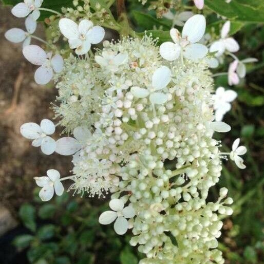 Hydrangea paniculata Flor