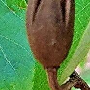 Luehea divaricata Fruit