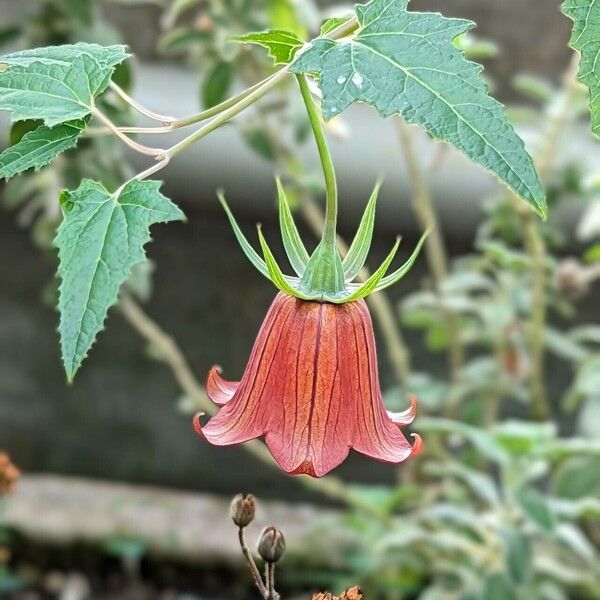 Canarina canariensis 花
