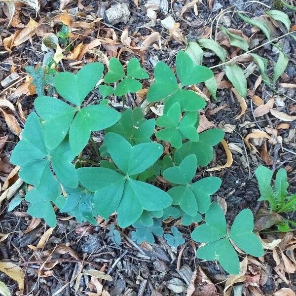 Oxalis latifolia 整株植物