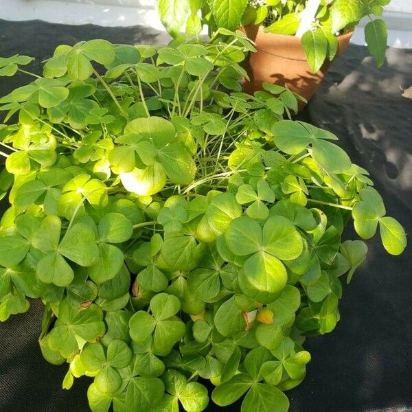 Oxalis debilis Celota