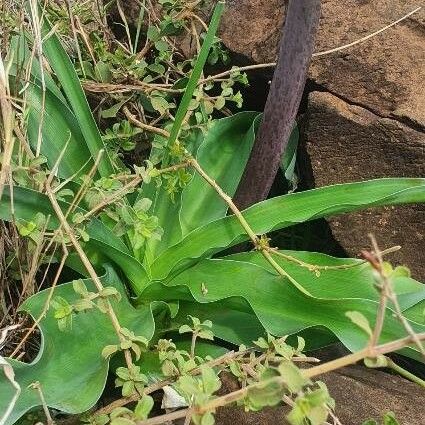 Crinum macowanii 葉