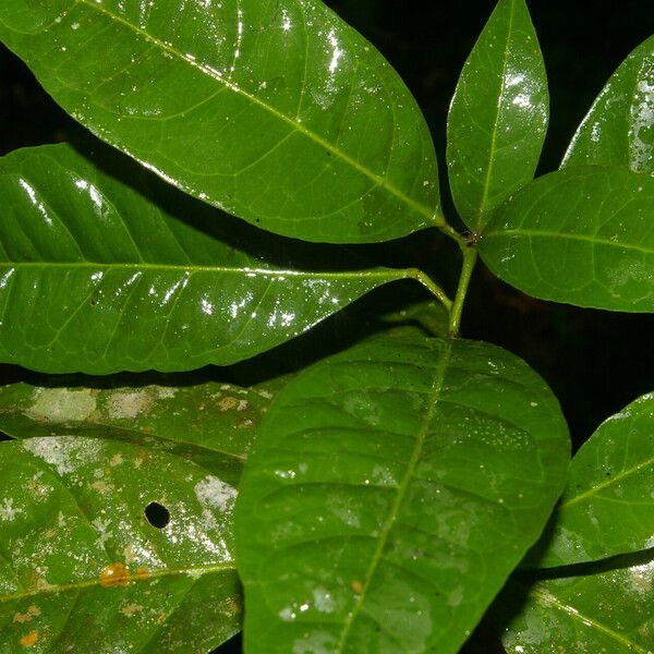 Peltostigma guatemalense Folla