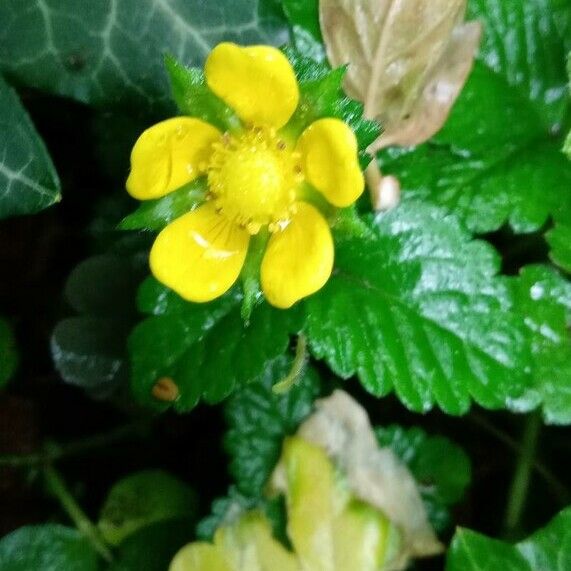 Potentilla indica Flors