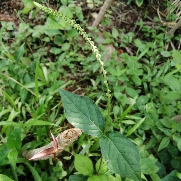 Cyathula prostrata Fuelha