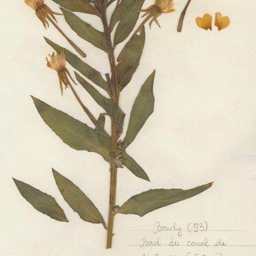 Oenothera villosa Blomst