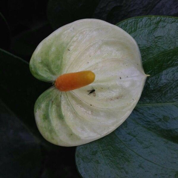 Anthurium andraeanum Kwiat