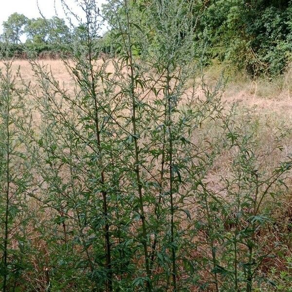 Artemisia vulgaris Hábito