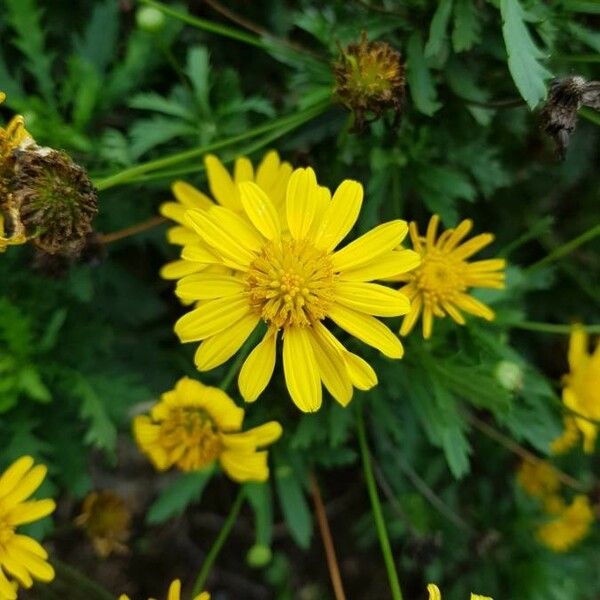 Euryops chrysanthemoides Květ