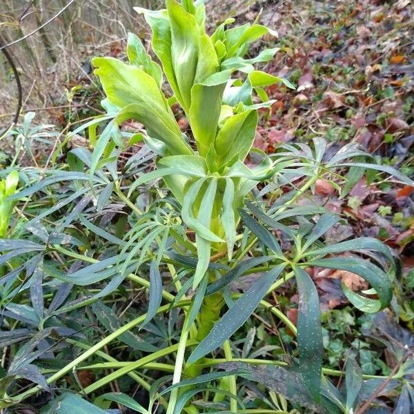 Helleborus foetidus Листок