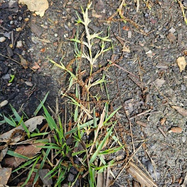 Zoysia japonica 葉