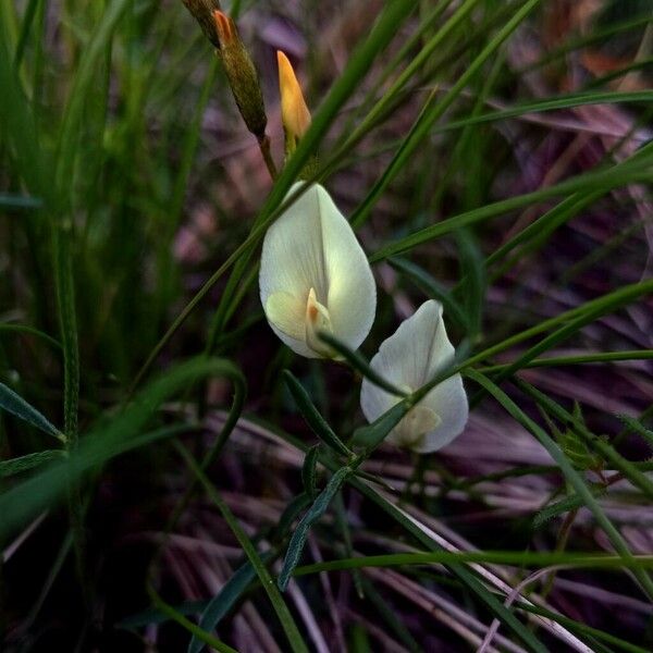 Vicia grandiflora Žiedas