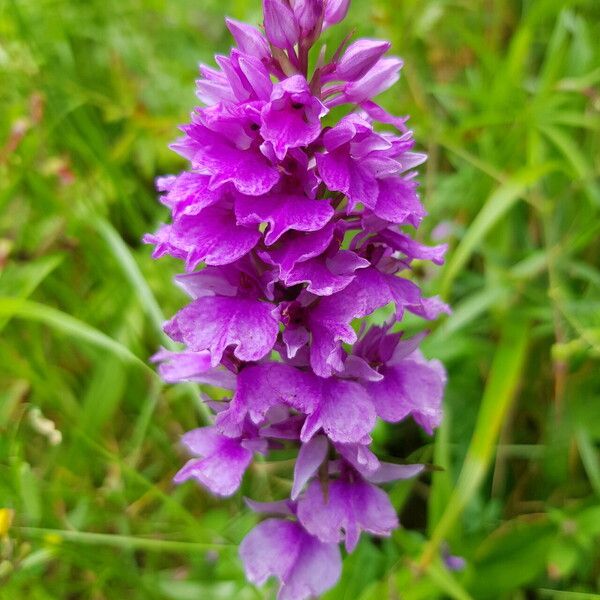 Dactylorhiza foliosa Blomst