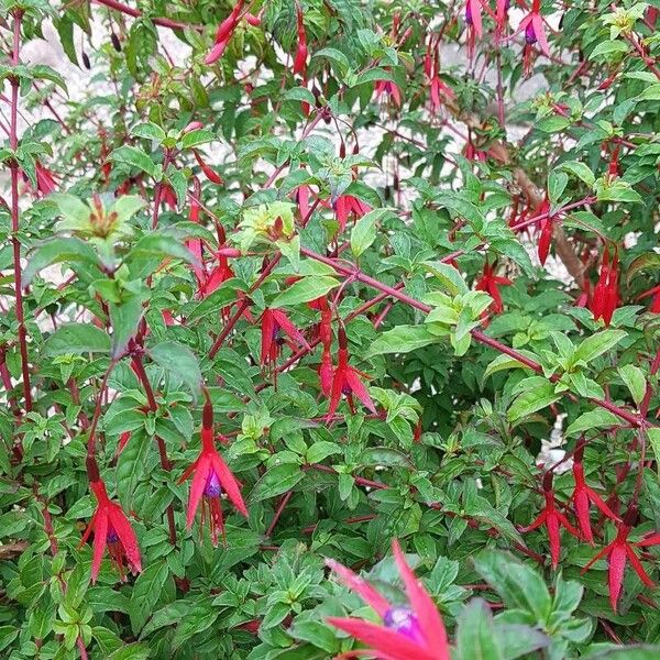 Fuchsia magellanica Fleur