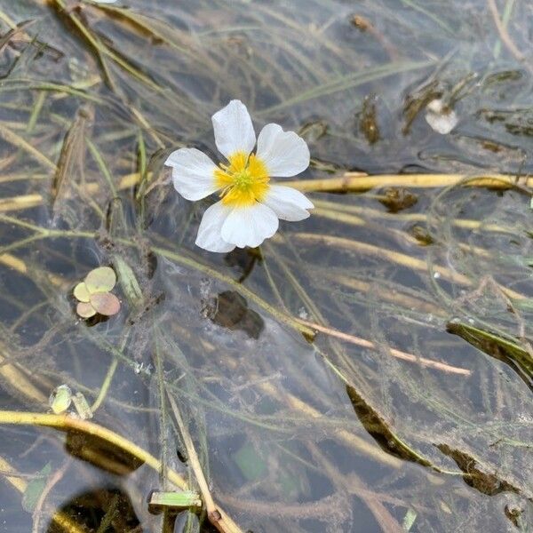 Ranunculus fluitans Kukka