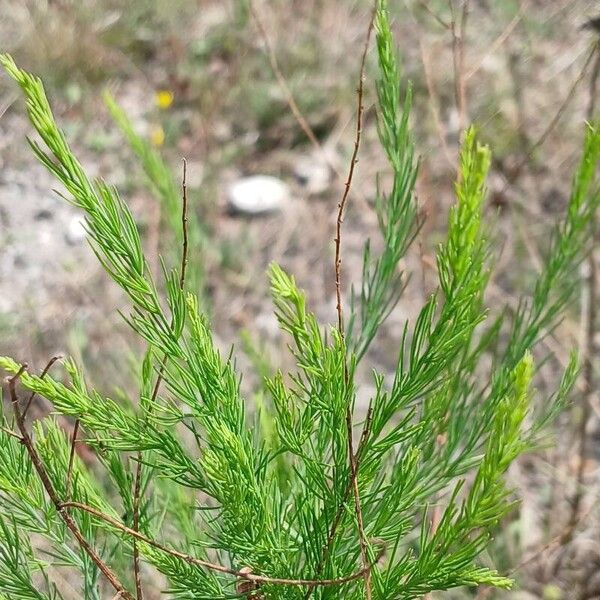 Asparagus officinalis आदत