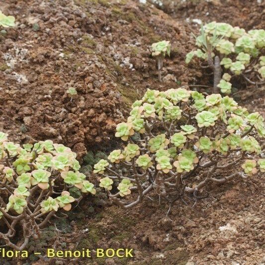 Aeonium goochiae Habitat