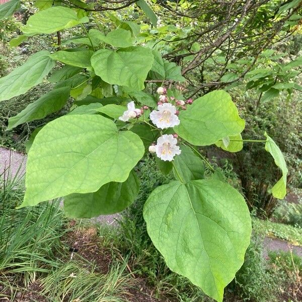 Catalpa bignonioides برگ