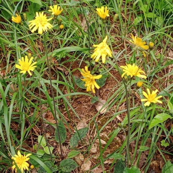 Hieracium murorum Blüte