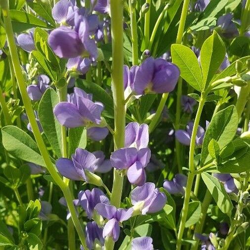 Baptisia australis Flower