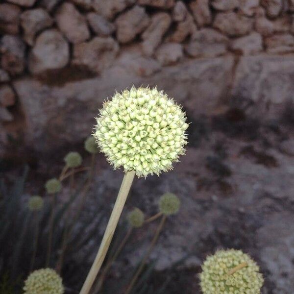 Allium commutatum Flower