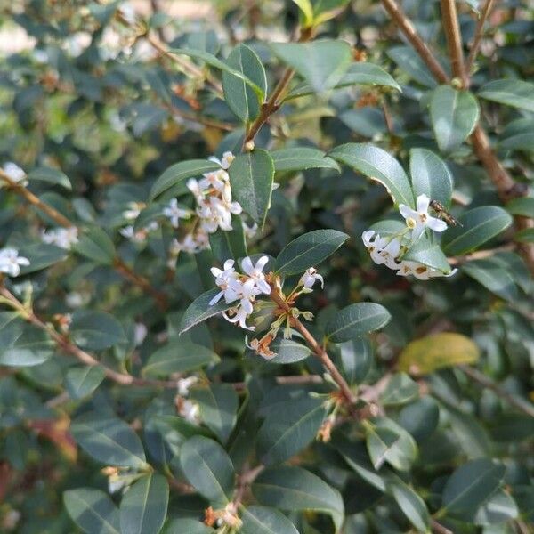 Osmanthus fragrans Flower