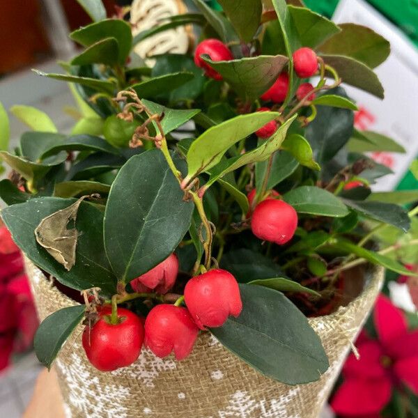 Gaultheria procumbens ফল