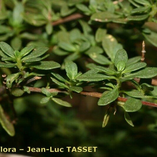 Thymus nitens Pokrój