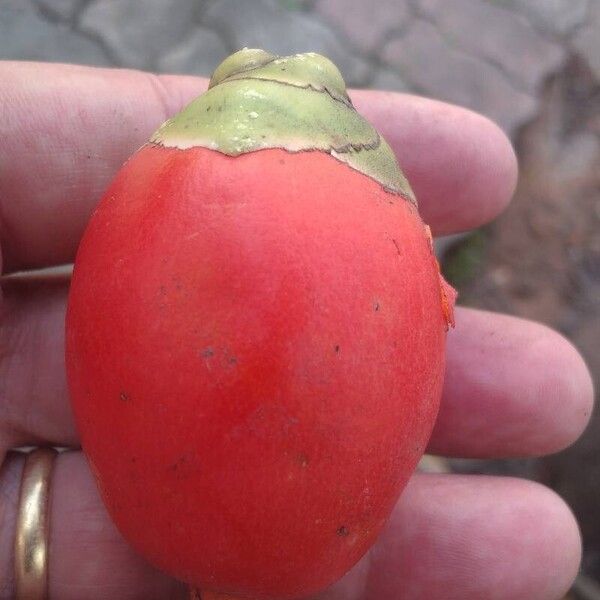 Bactris gasipaes Fruit