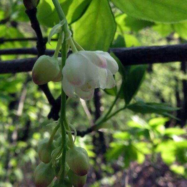 Staphylea pinnata Flower