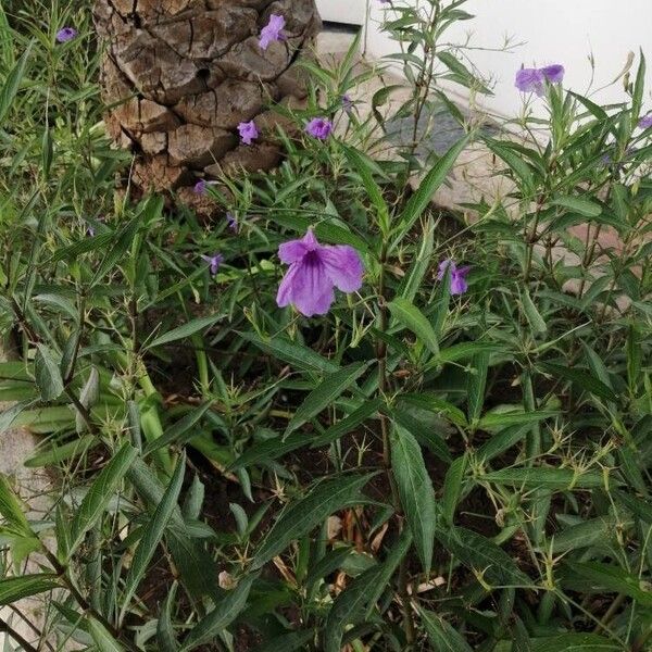 Ruellia simplex Kvet