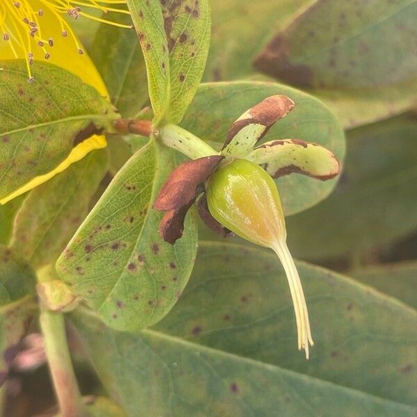 Hypericum calycinum Агульны выгляд