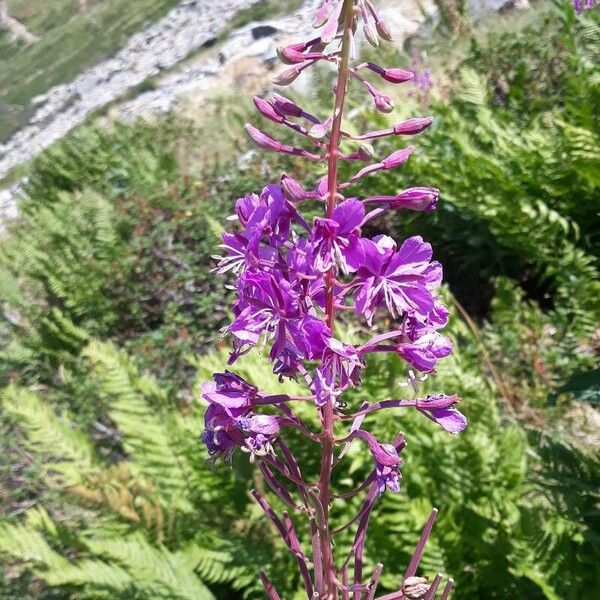 Epilobium angustifolium Floro