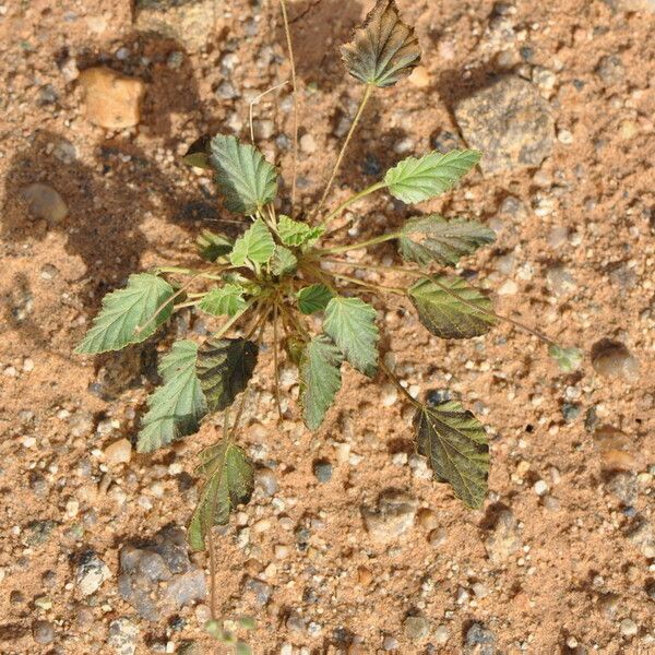 Monsonia nivea Costuma