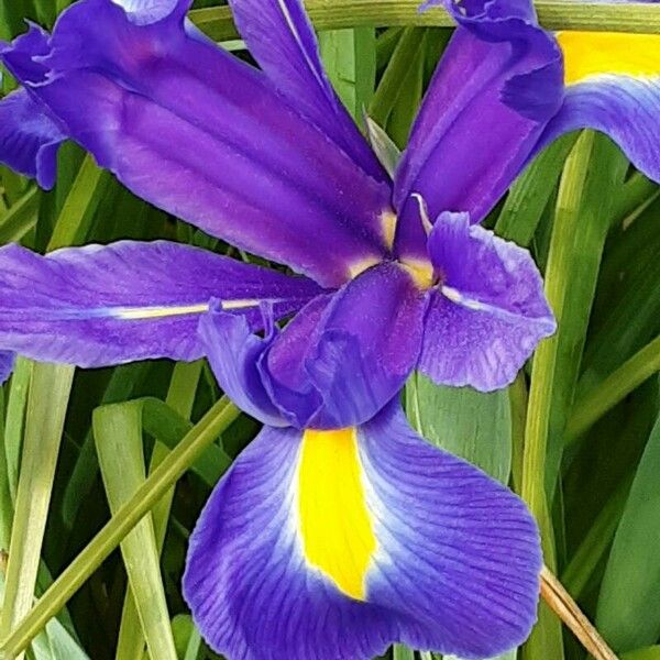 Iris xiphium Floare