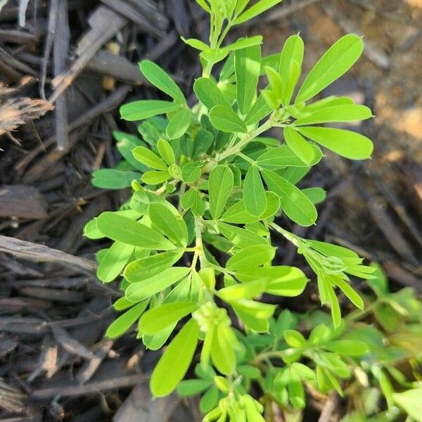 Lespedeza cuneata Leaf