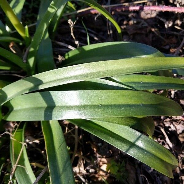 Hyacinthoides non-scripta Leaf