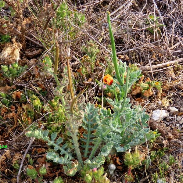 Glaucium corniculatum Ffrwyth