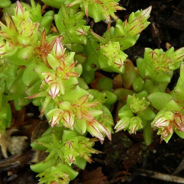 Sedum cespitosum 葉