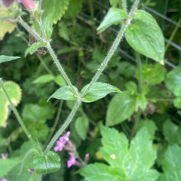 Silene dioica Fuelha