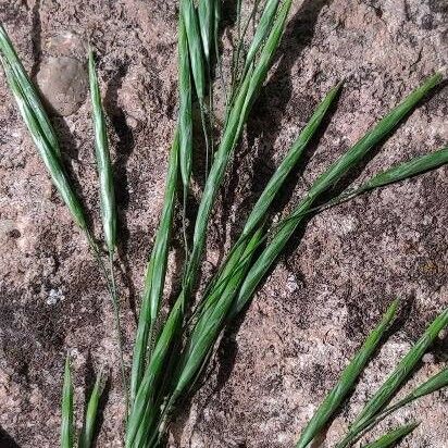 Bromus racemosus Květ