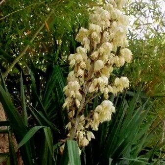 Yucca gloriosa Λουλούδι