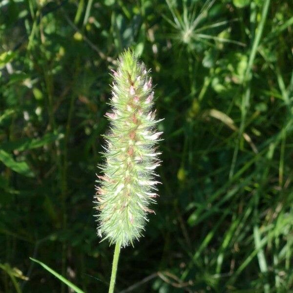 Trifolium angustifolium 花