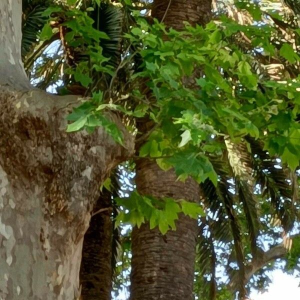 Platanus racemosa Levél