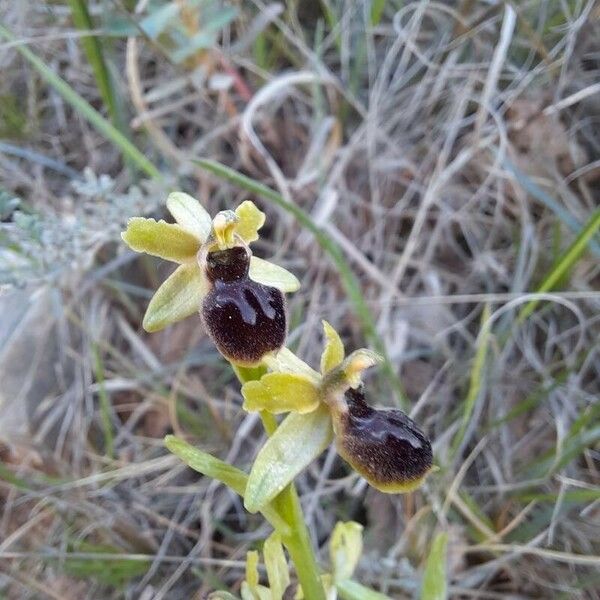 Ophrys sphegodes Fleur