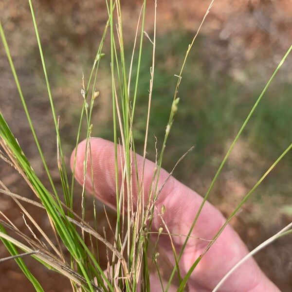 Setaria brownii Natur