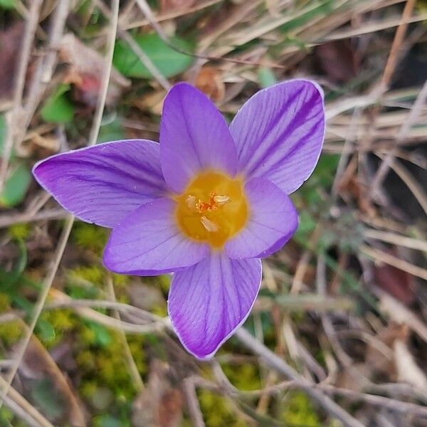 Crocus biflorus Blomma