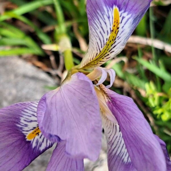 Iris unguicularis Květ