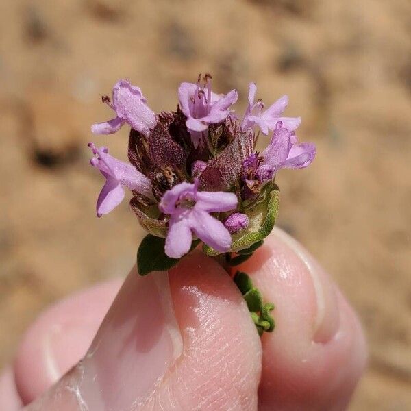 Thymus camphoratus Кветка