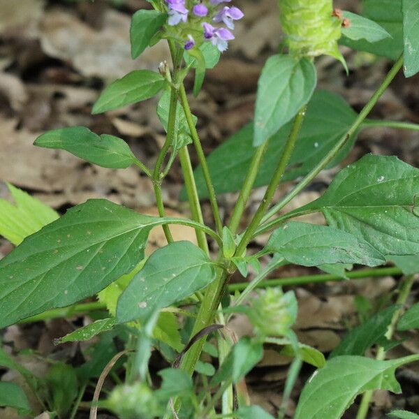 Prunella vulgaris Leaf